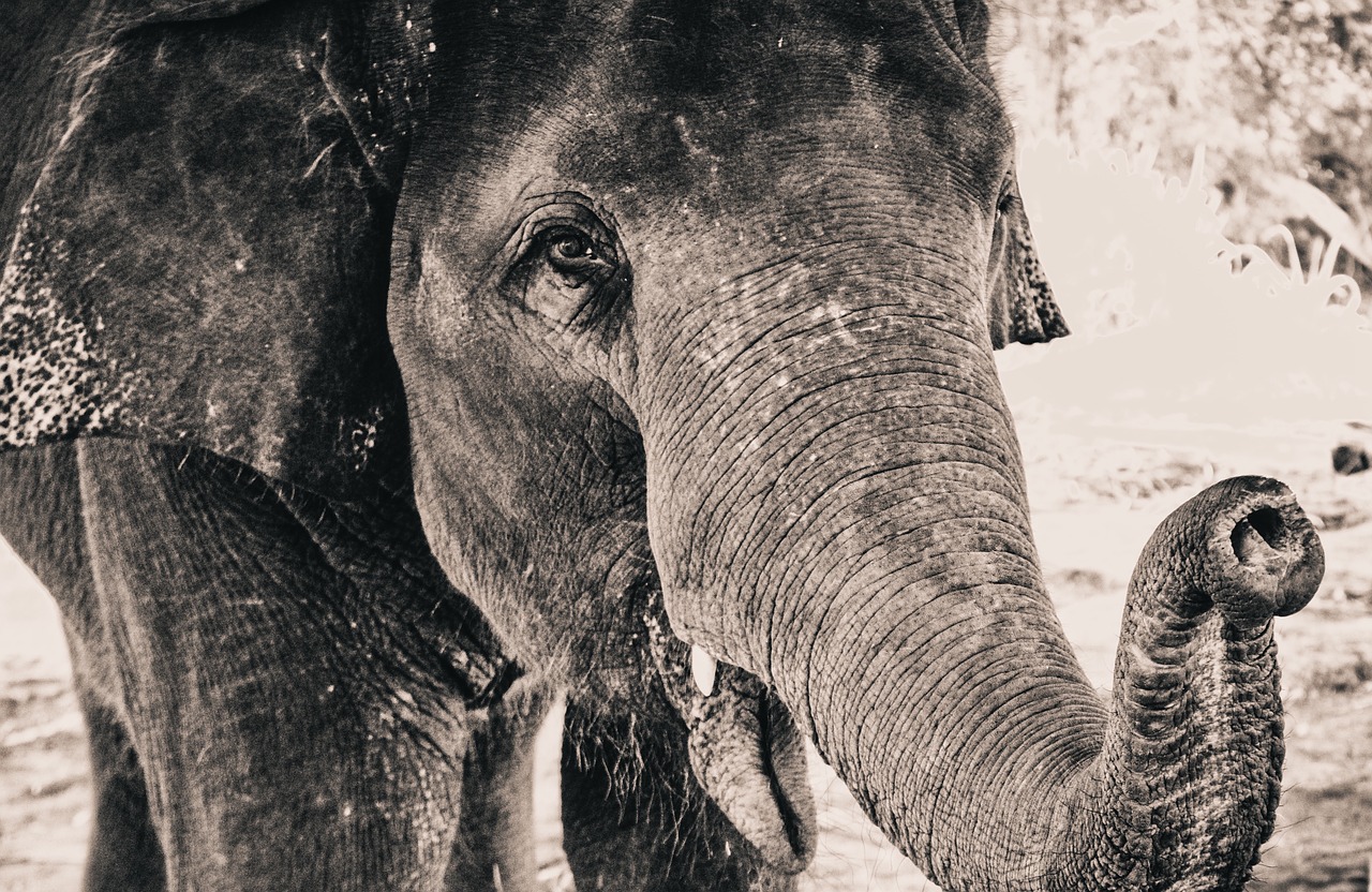 elephant portrait animal free photo