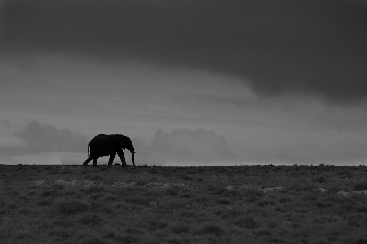elephant skyline mono free photo