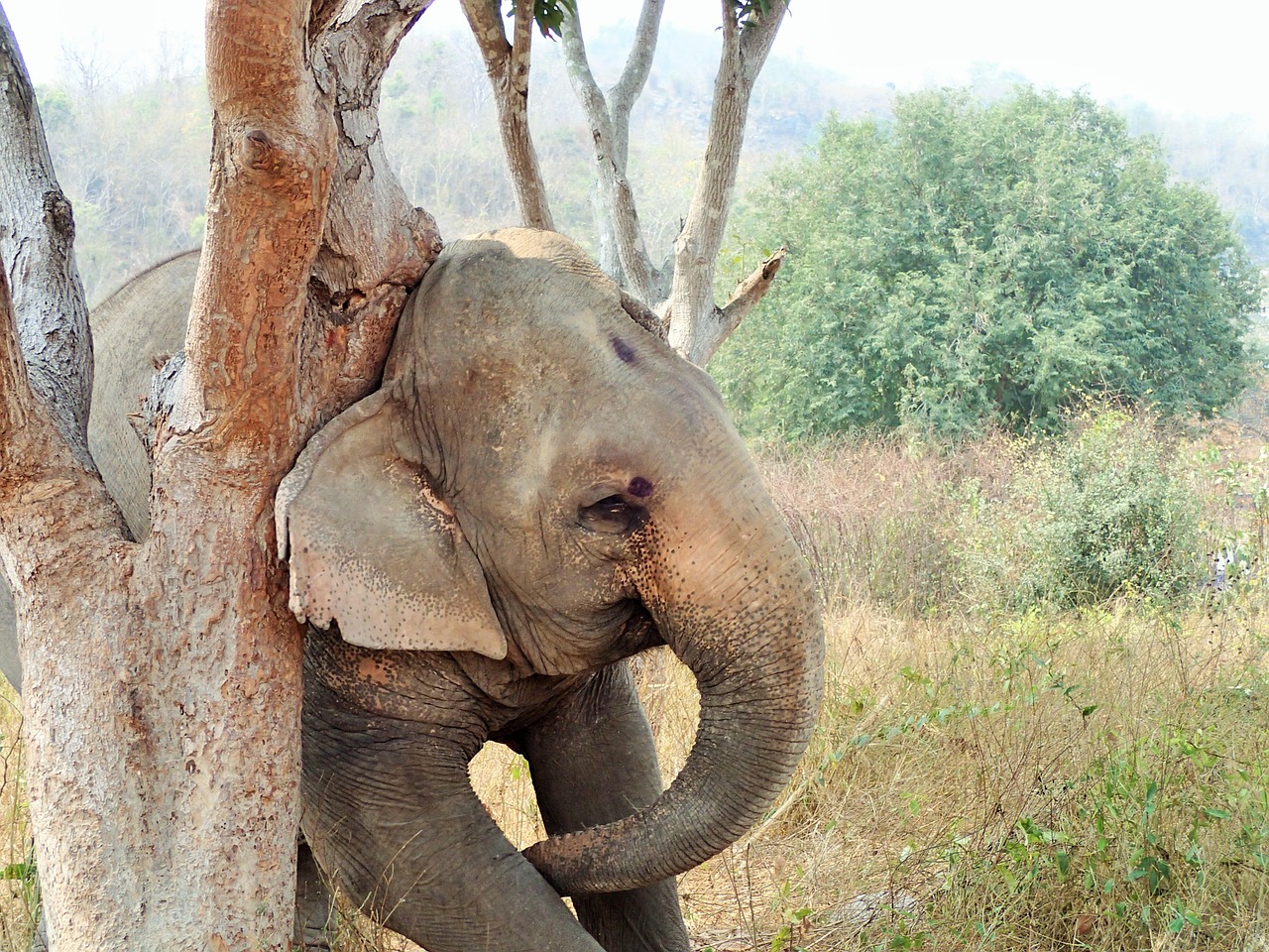 elephant holy tree free photo