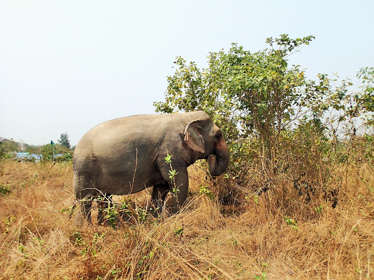 elephant meadow dry grass free photo