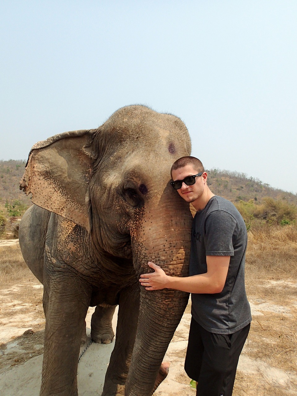 elephant boy thailand free photo