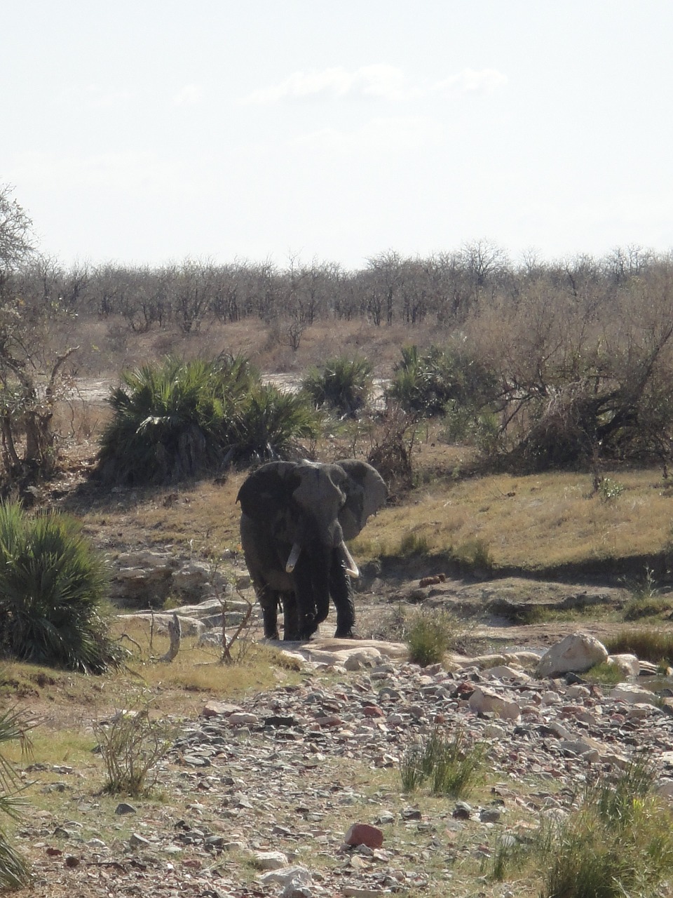 elephant africa pachyderm free photo