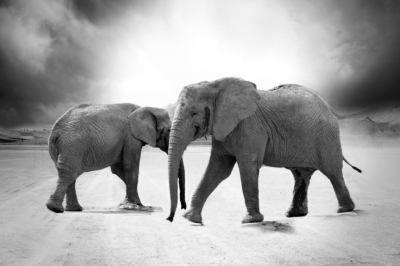 elephant ivory animals free photo