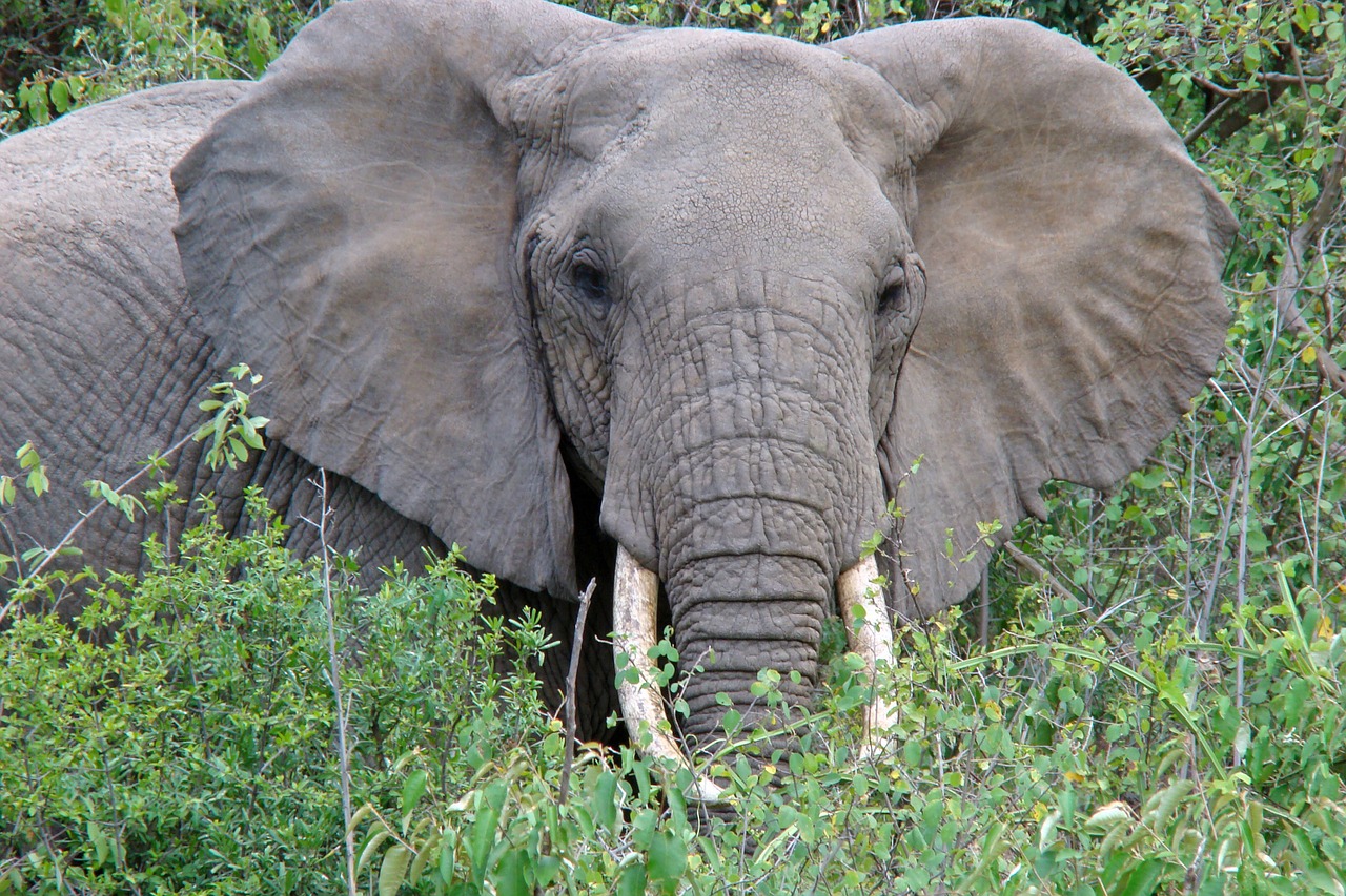 elephant tanzania animal free photo