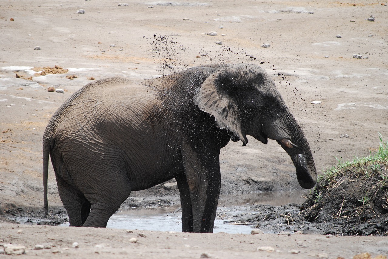 elephant africa large free photo