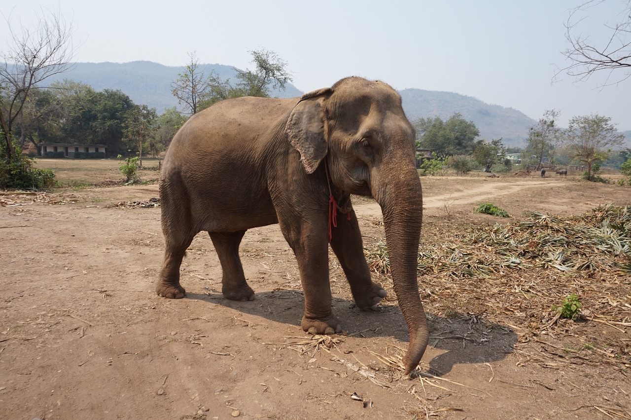 elephant thailand sanctuary free photo