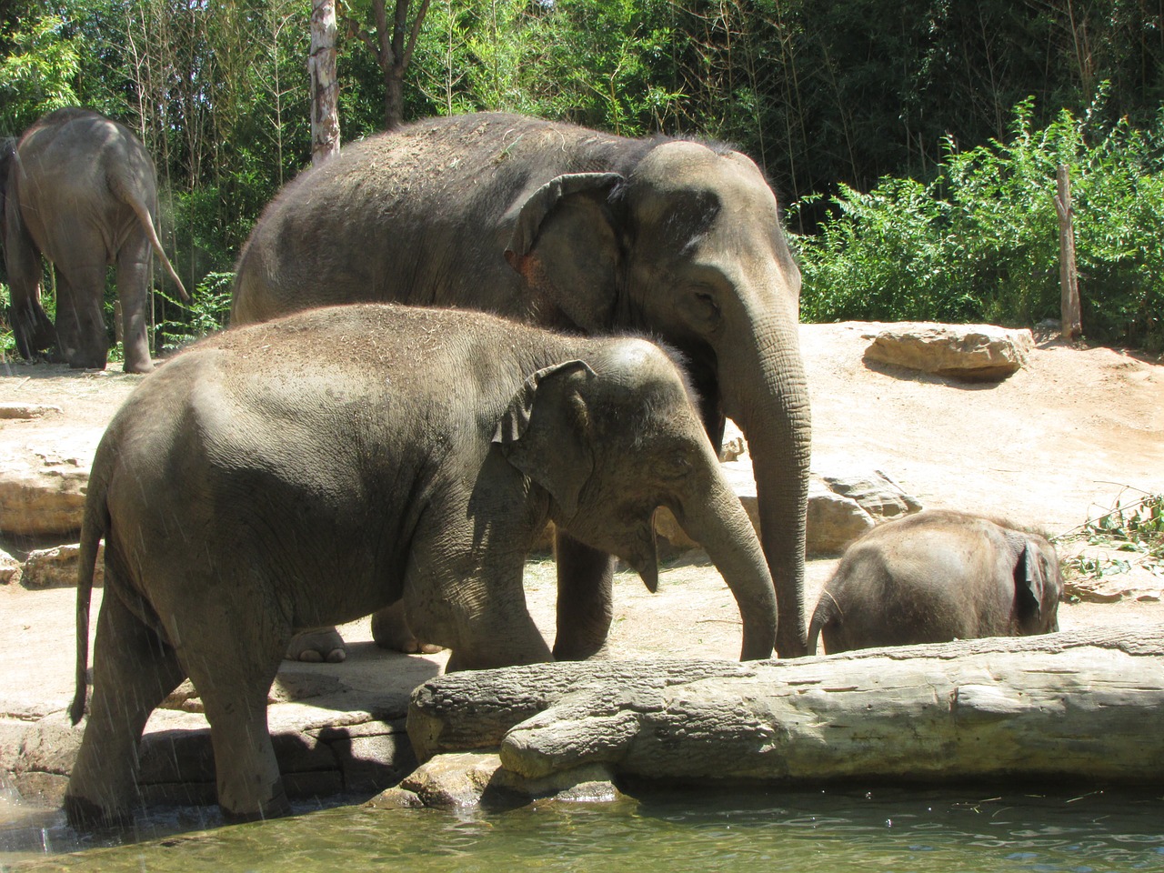 elephant family zoo free photo