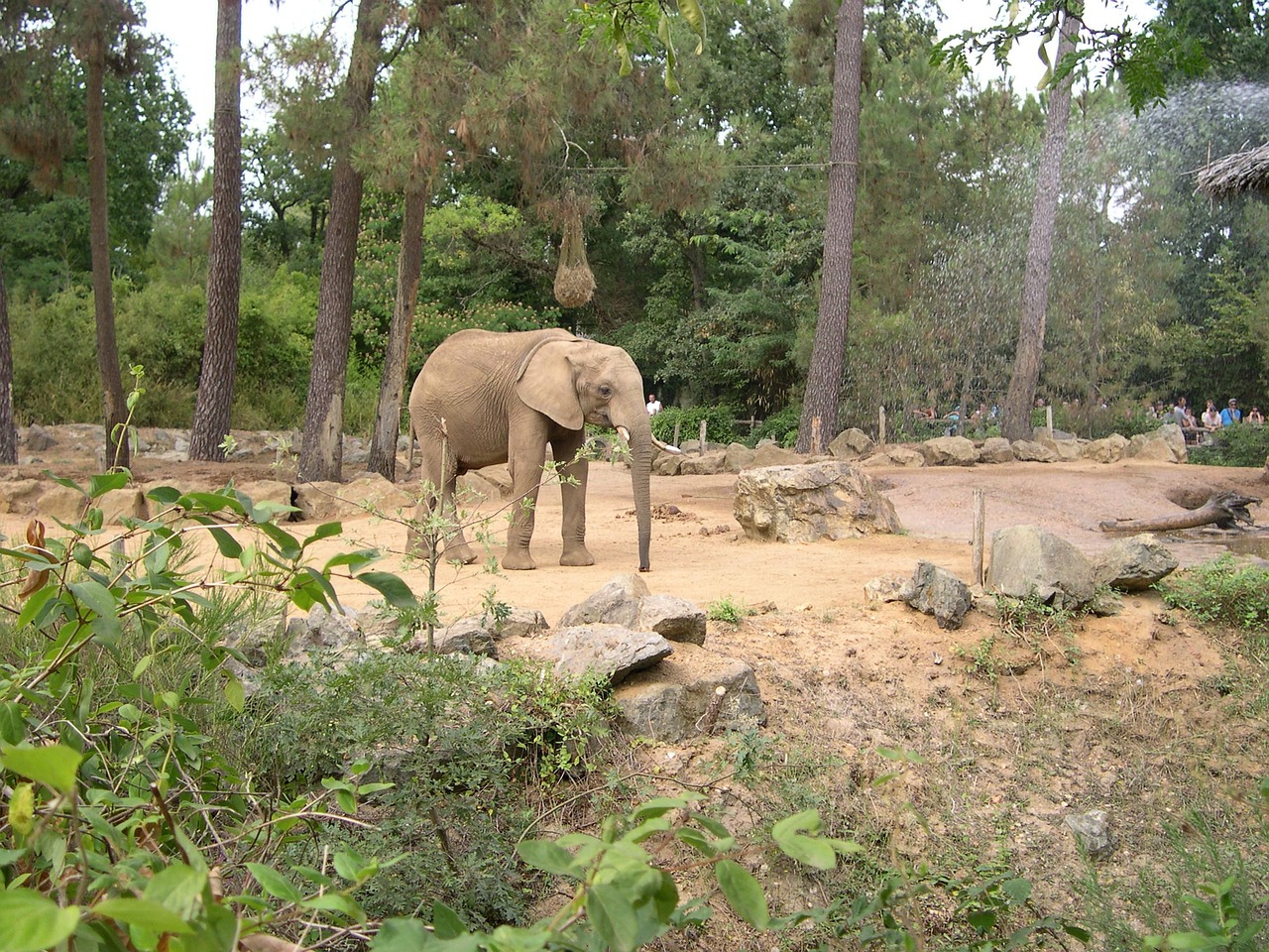 elephant zoo arrow free photo