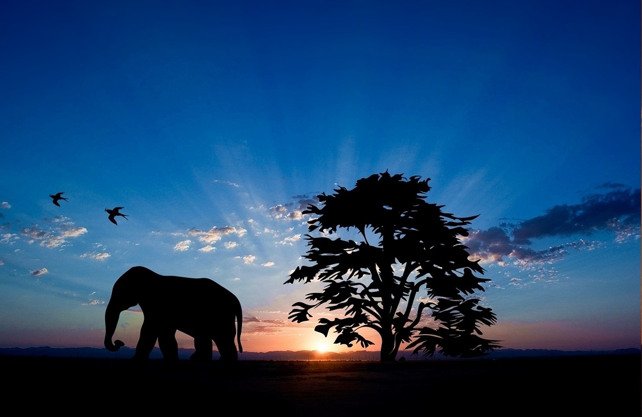 elephant animal mammal free photo