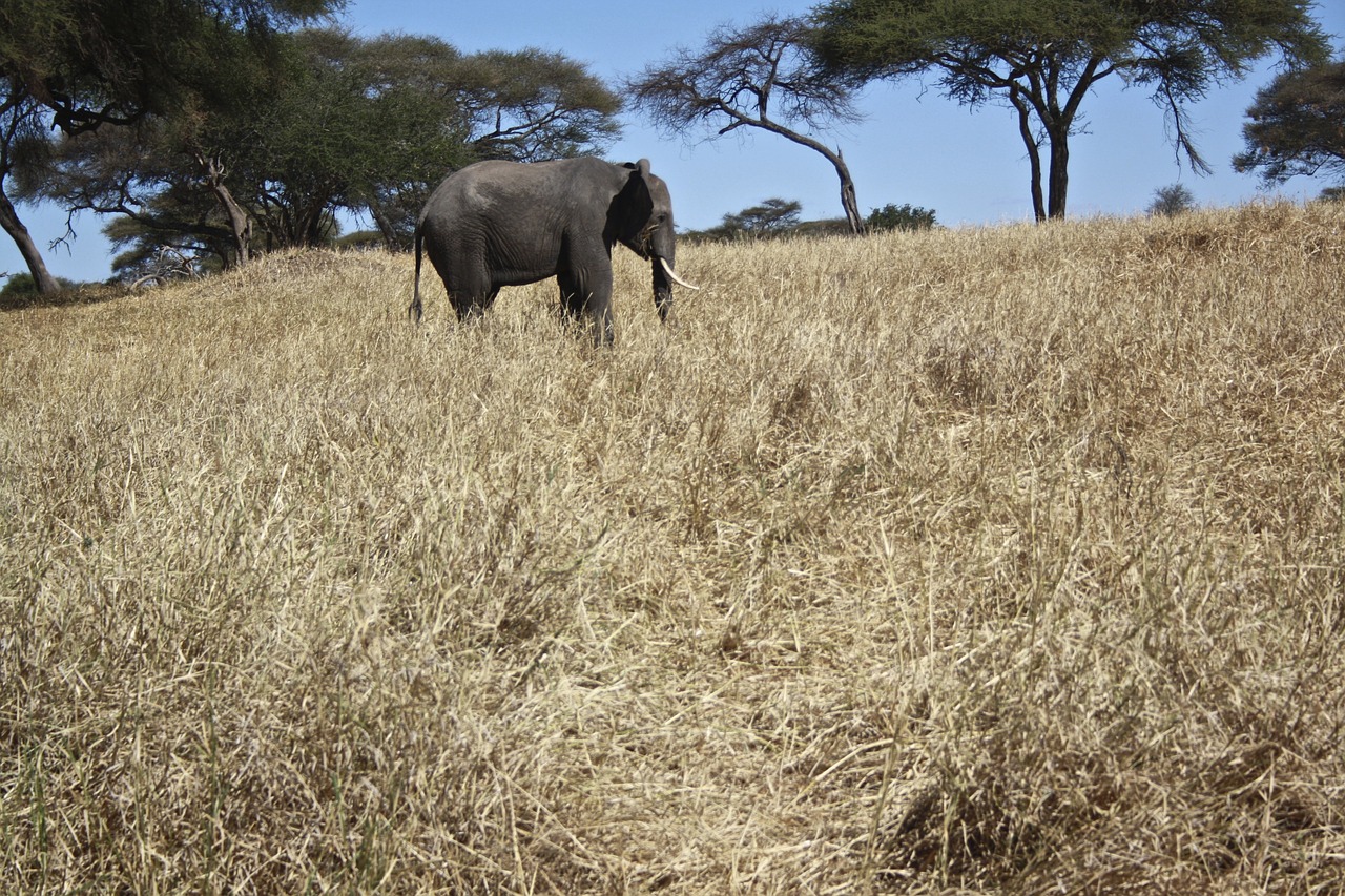 elephant africa animals free photo