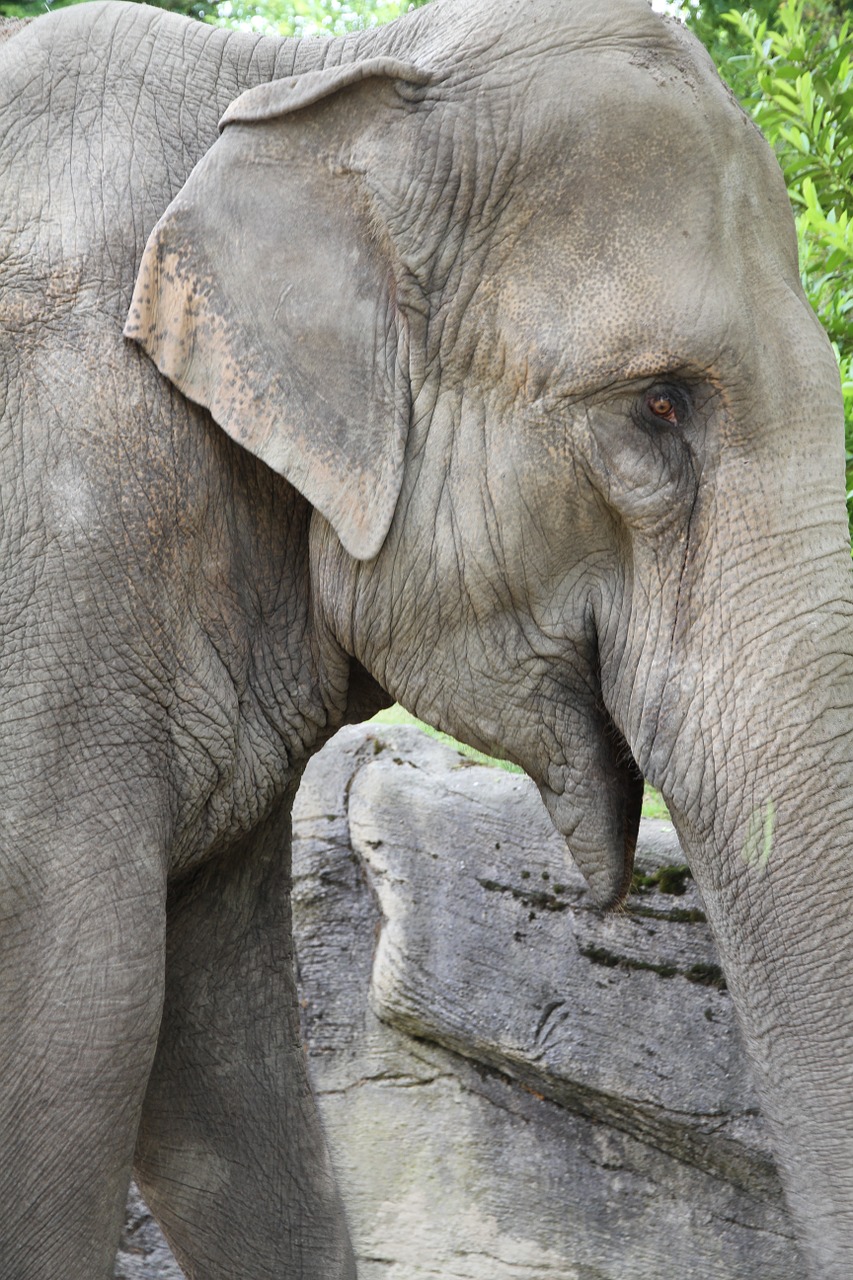 elephant african bush elephant free pictures free photo