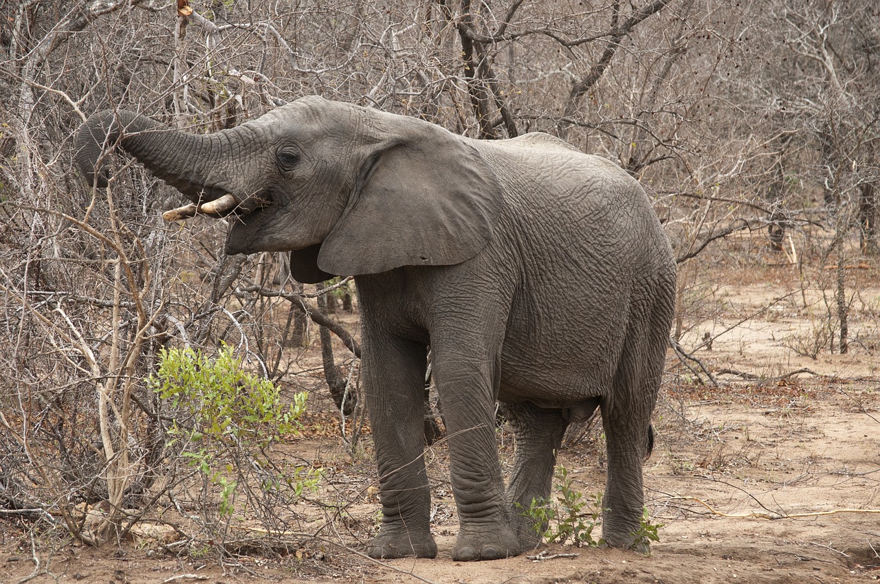 elephant africa kruger park free photo