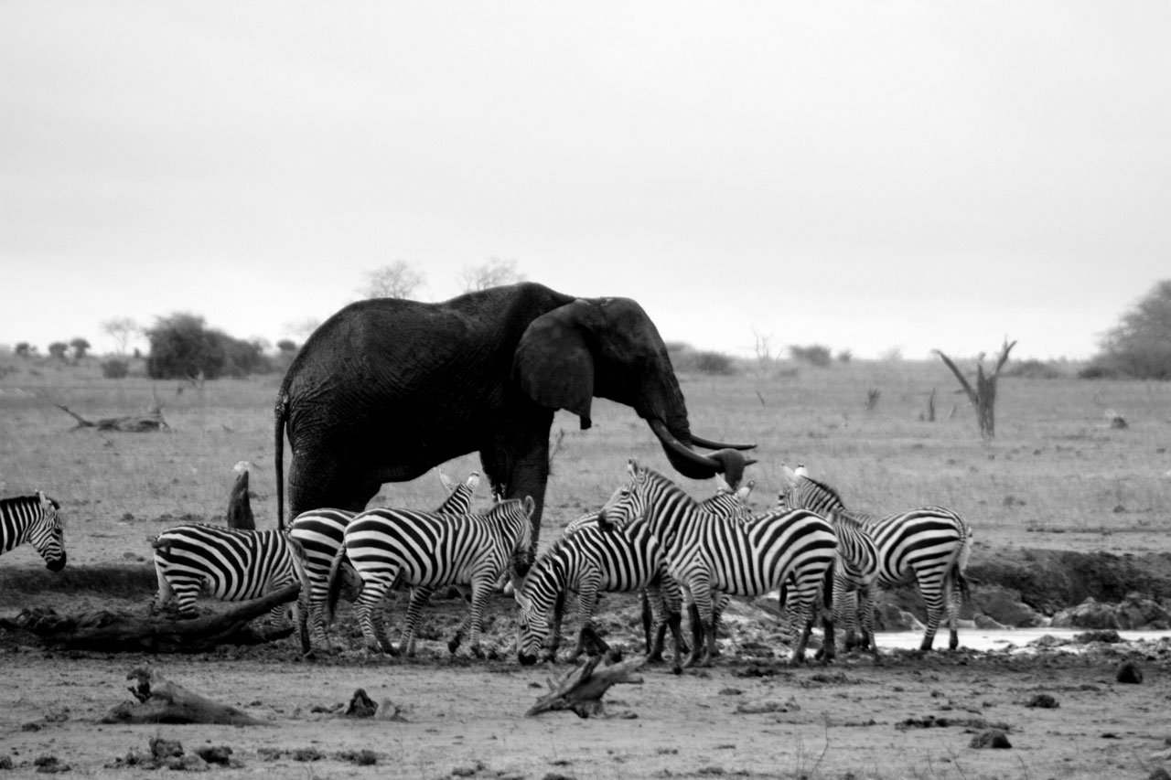 elephant zebras waterhole free photo
