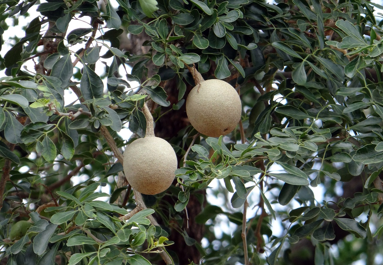 elephant-apple monkey fruit curd fruit free photo