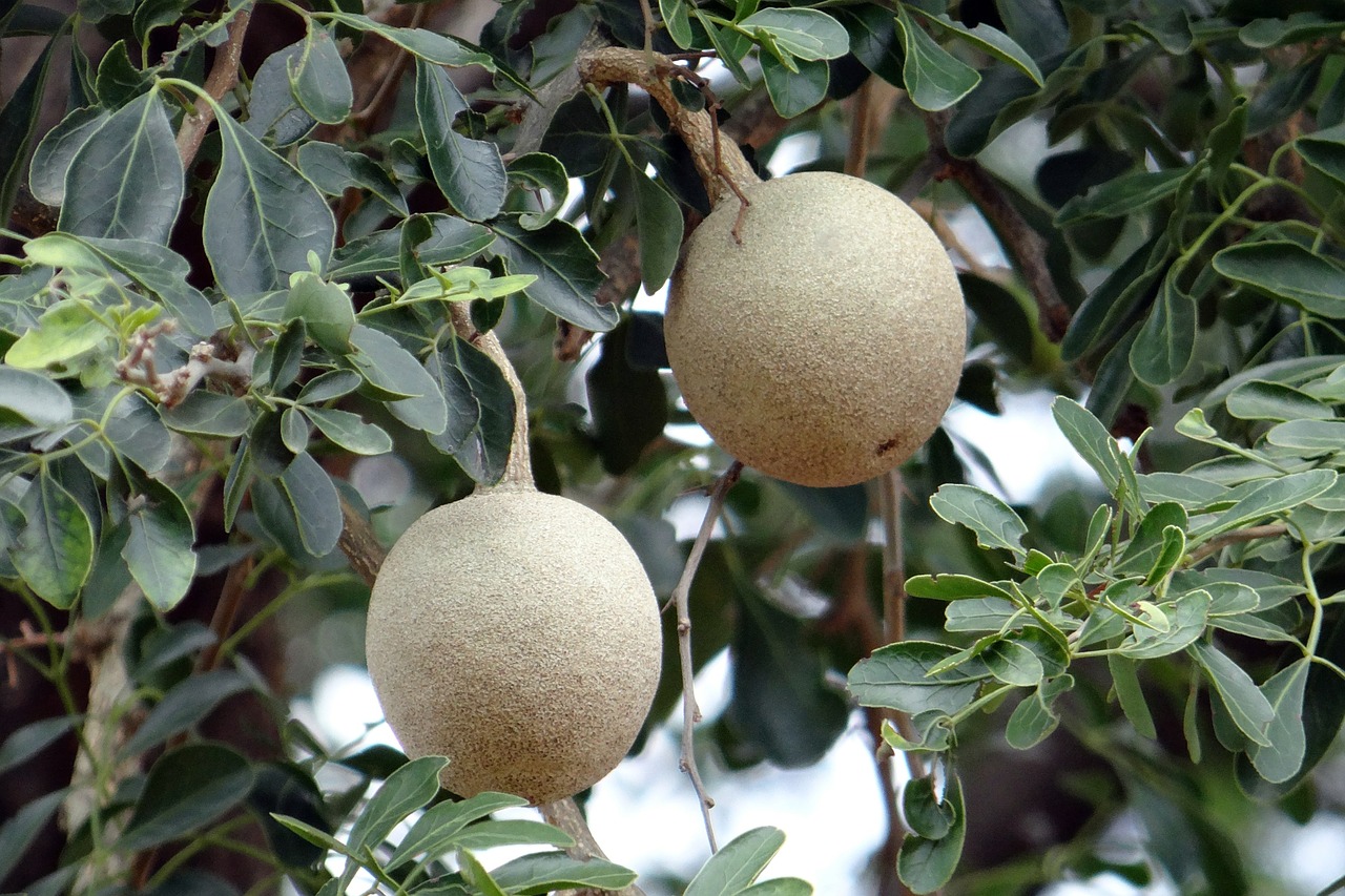 elephant-apple monkey fruit curd fruit free photo