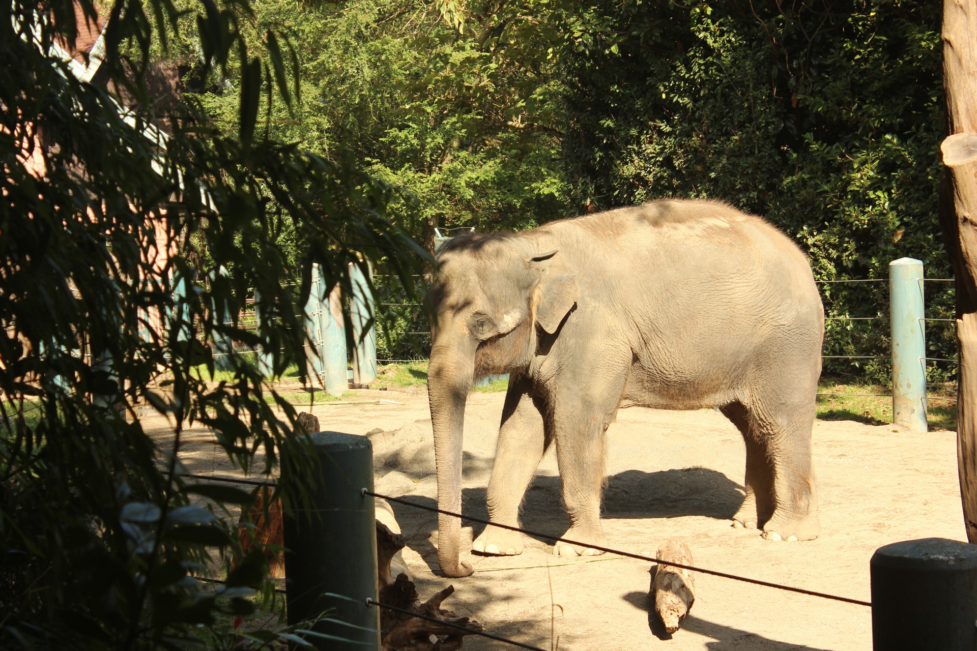 elephant zoo zoo animals free photo