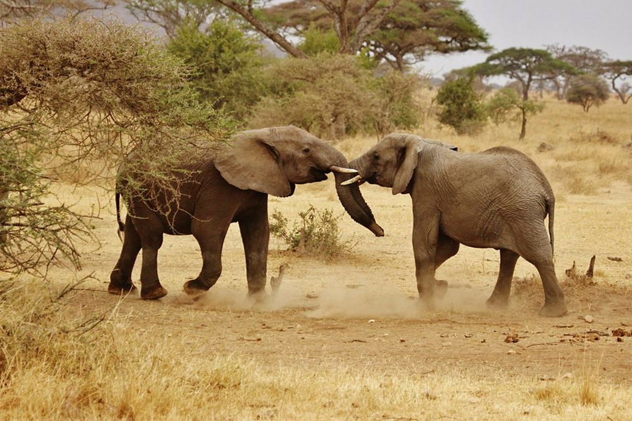 elephant babies elephant family serengeti national park free photo