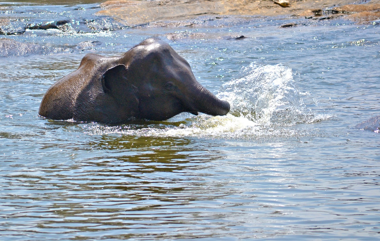 elephant baby playing in water river free photo