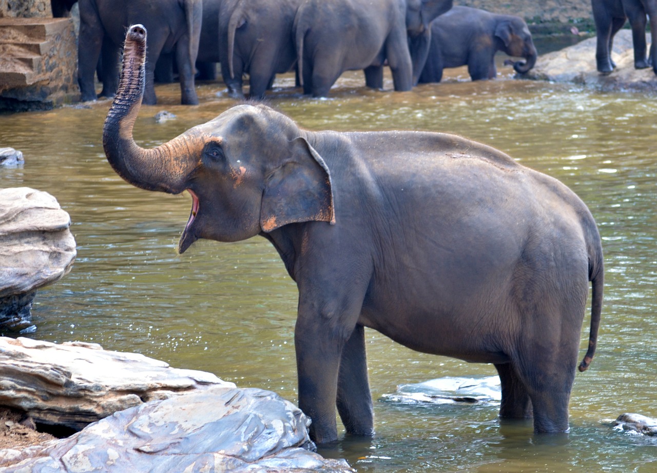 elephant bath elephant pregnant elephant free photo