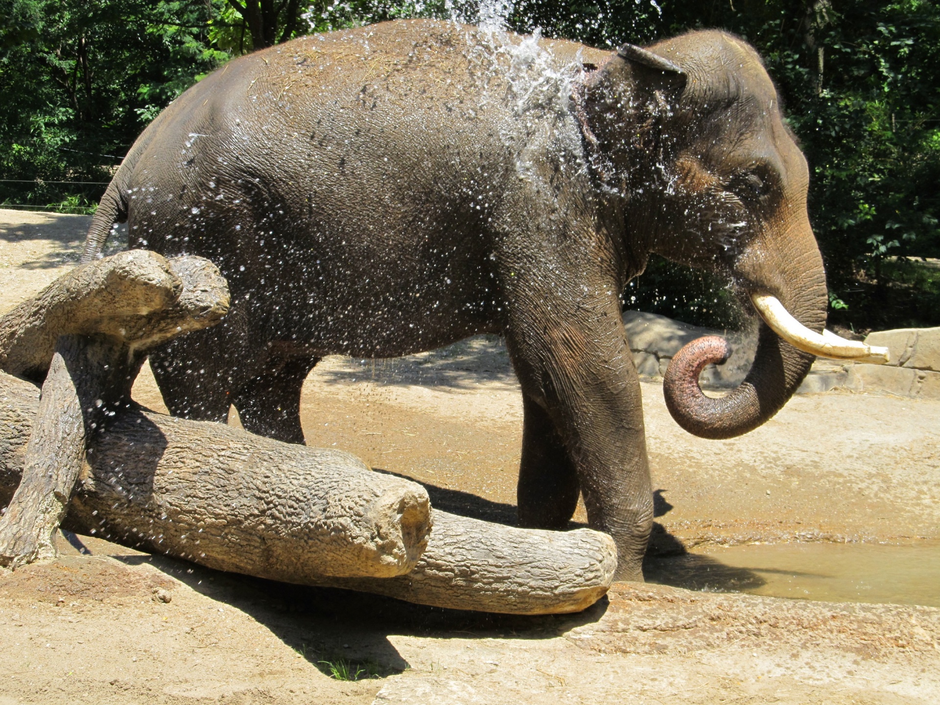 elephant animal splash free photo