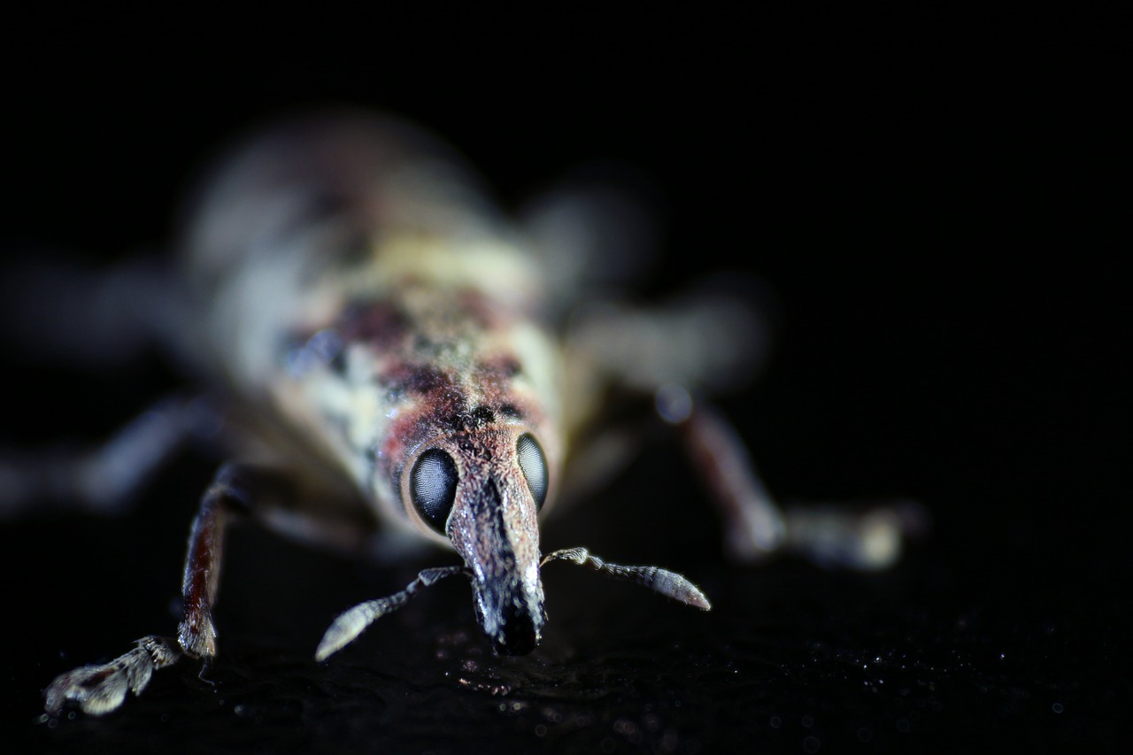 elephant beetle insect macro free photo