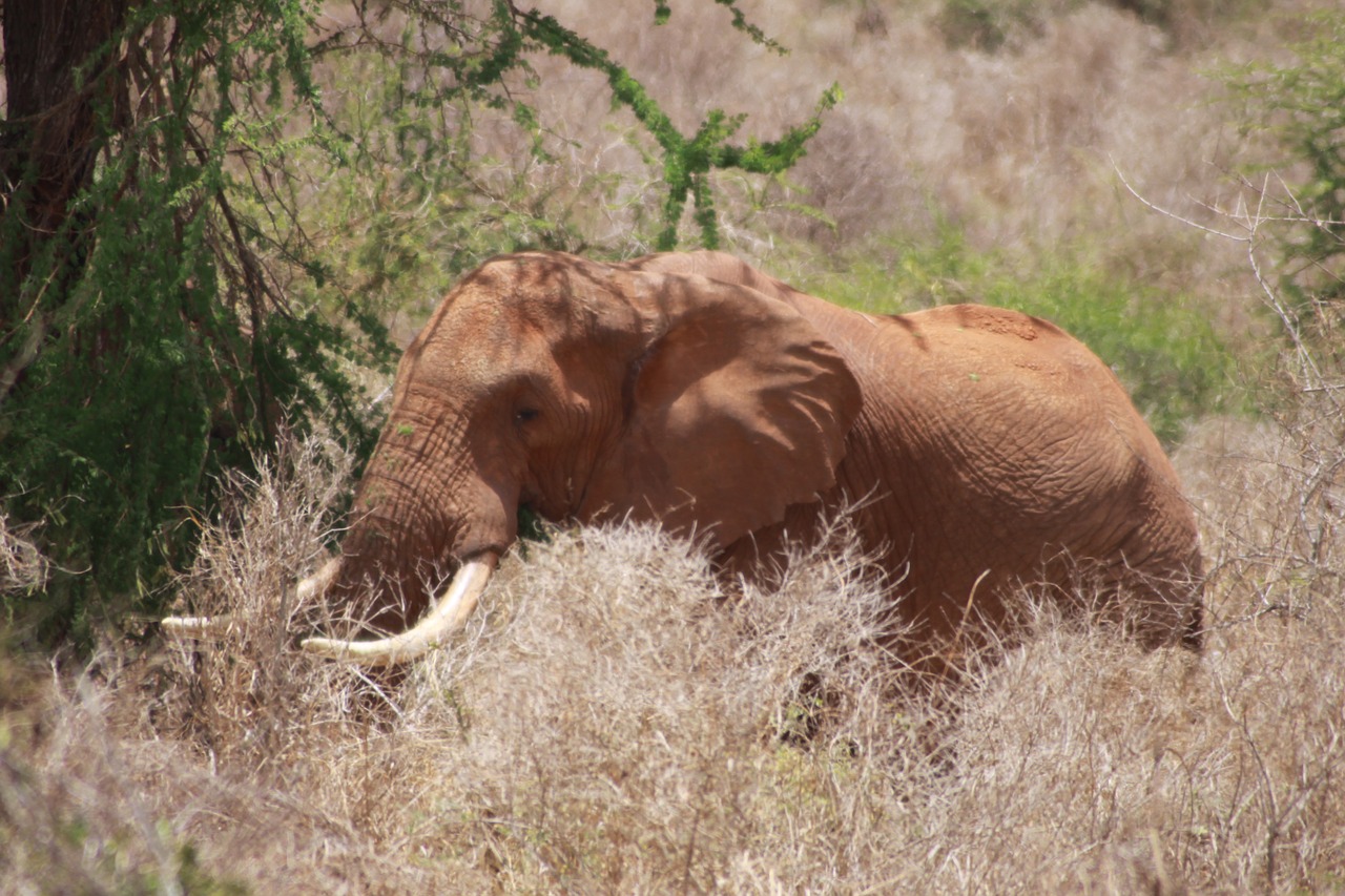 elephant boy acacia maverick free photo