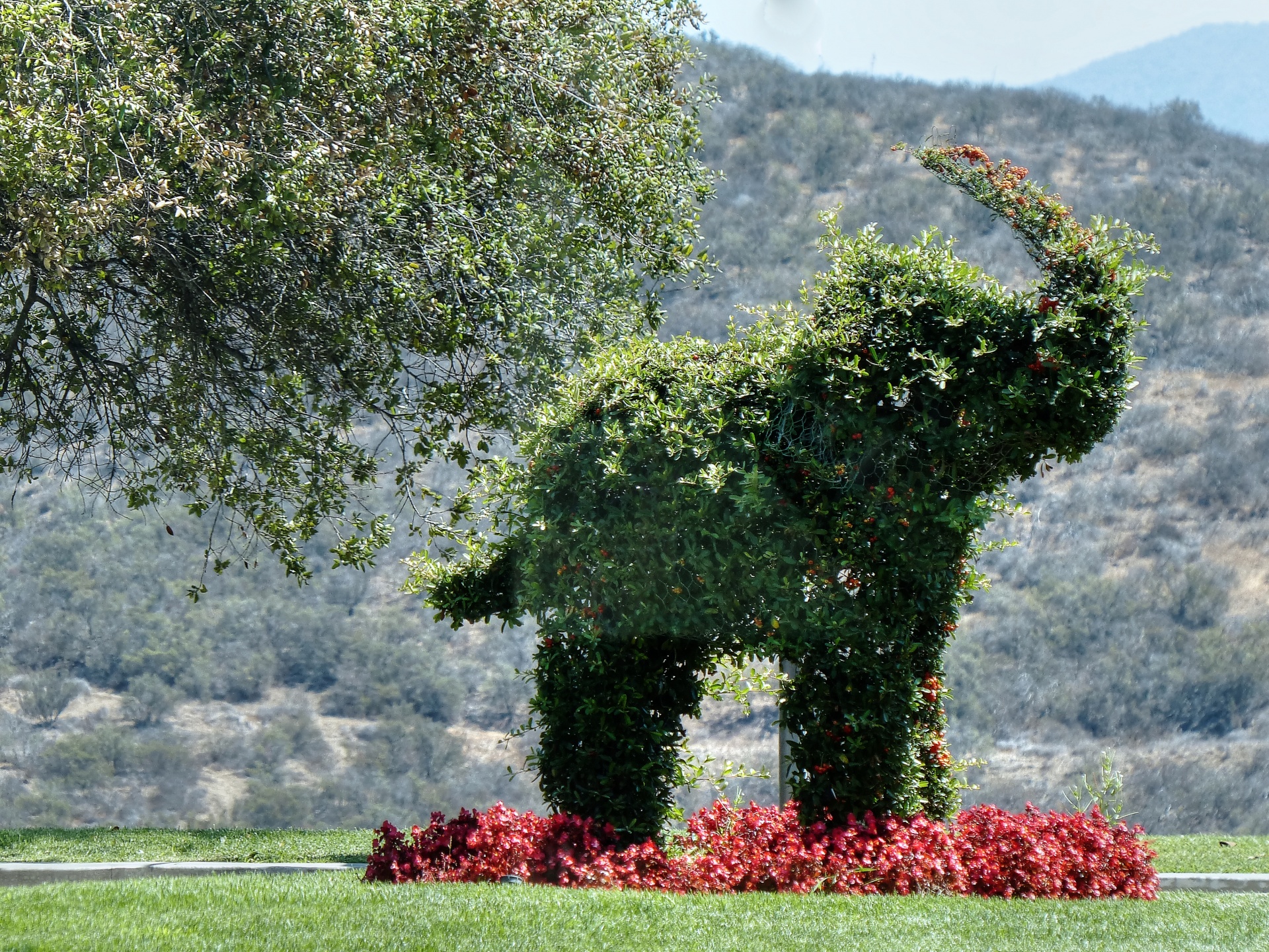 elephant elephants garden free photo