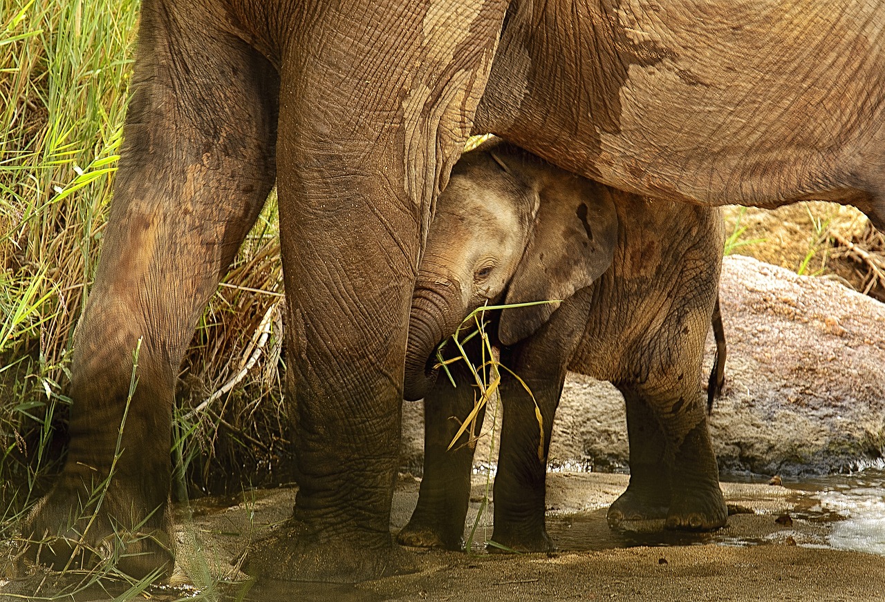 elephant calf sheltered protected free photo