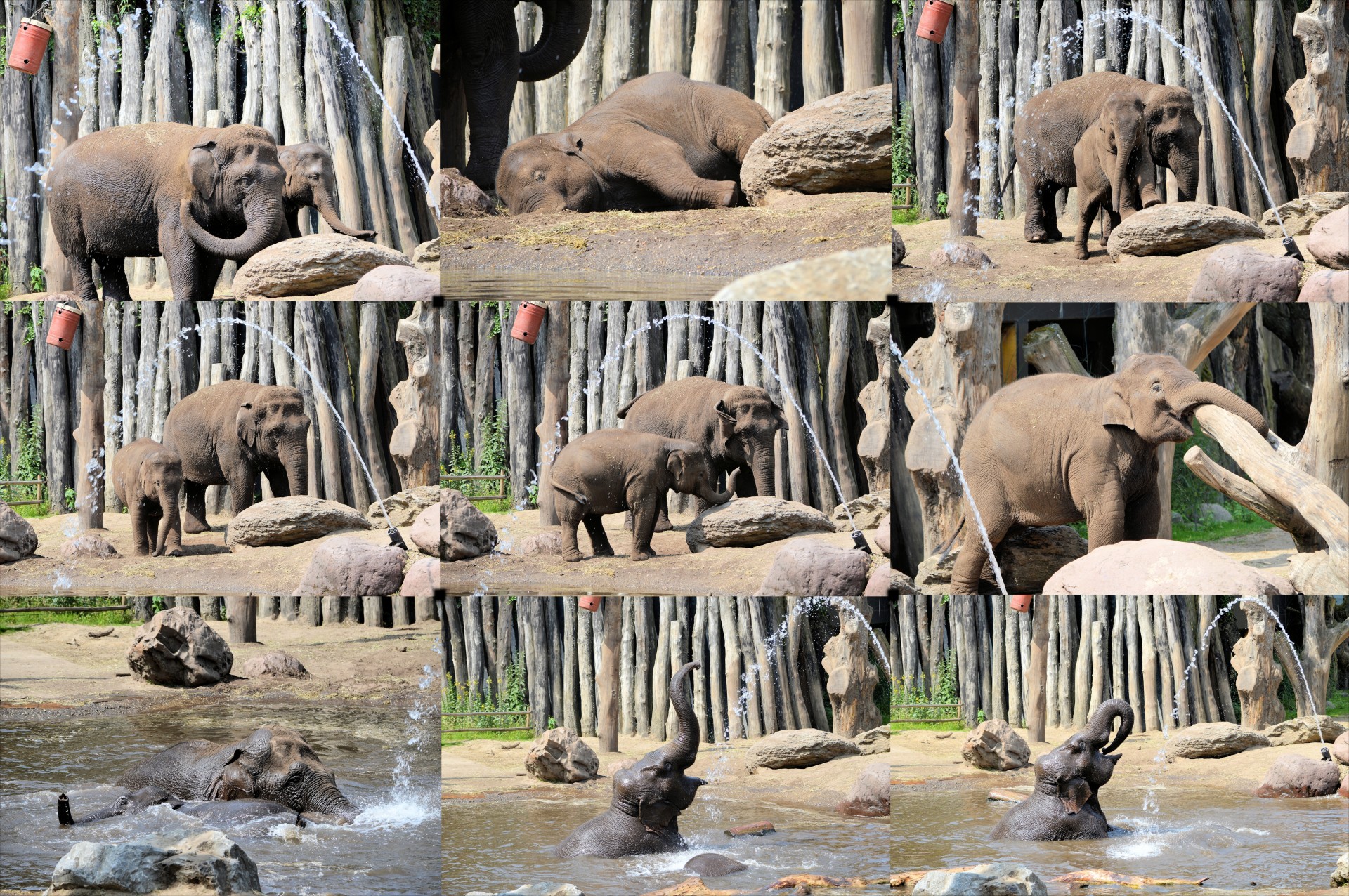 collage elephant animal free photo