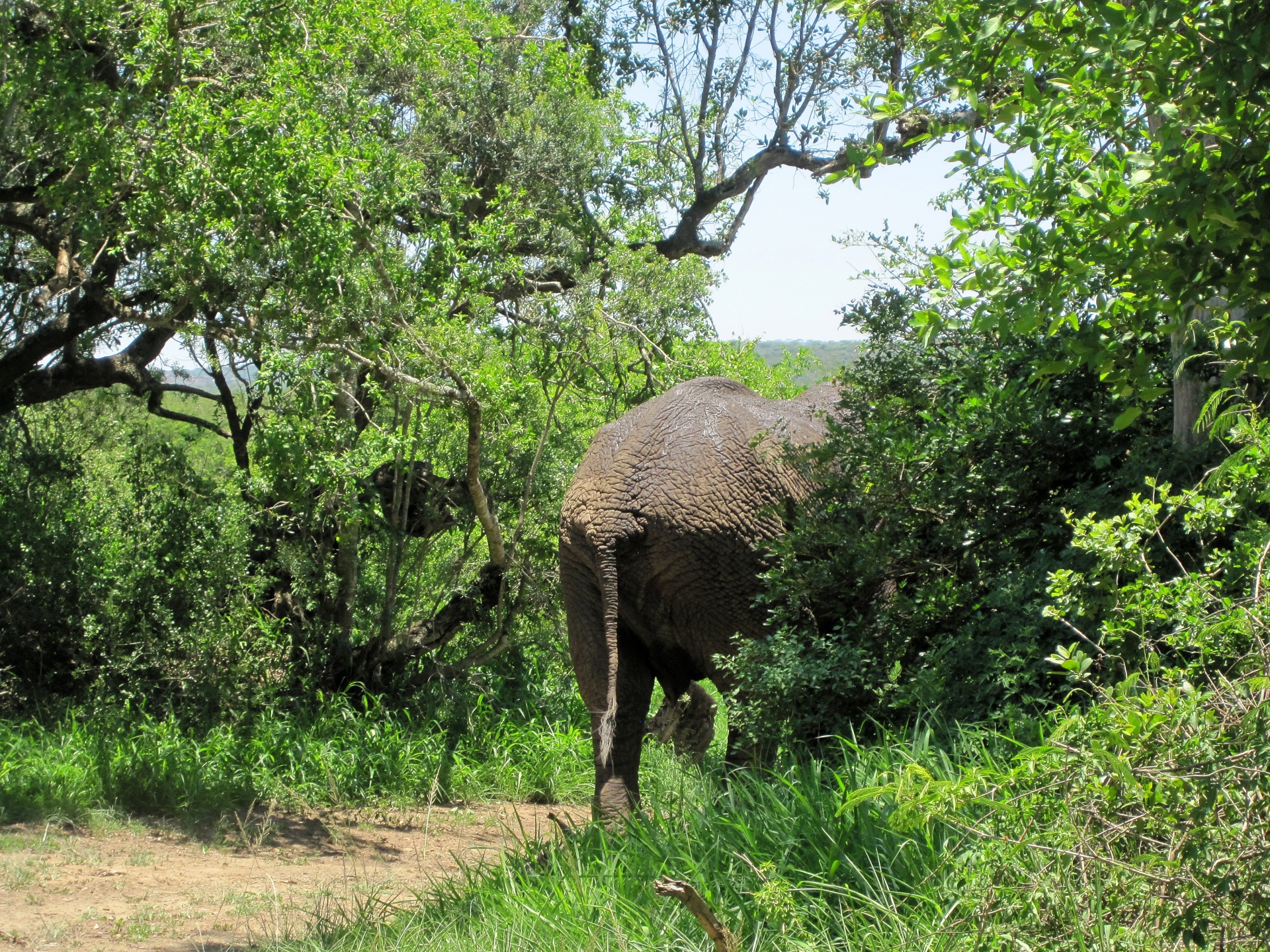 elephant african buttocks free photo