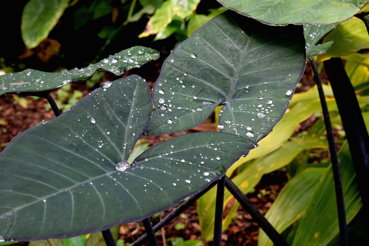 elephant ear plant leaf free photo