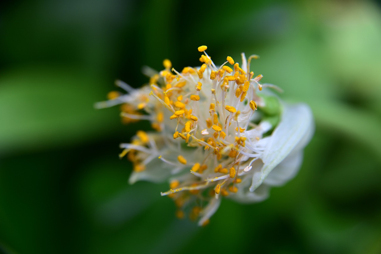 elephant ear  blossom  bloom free photo