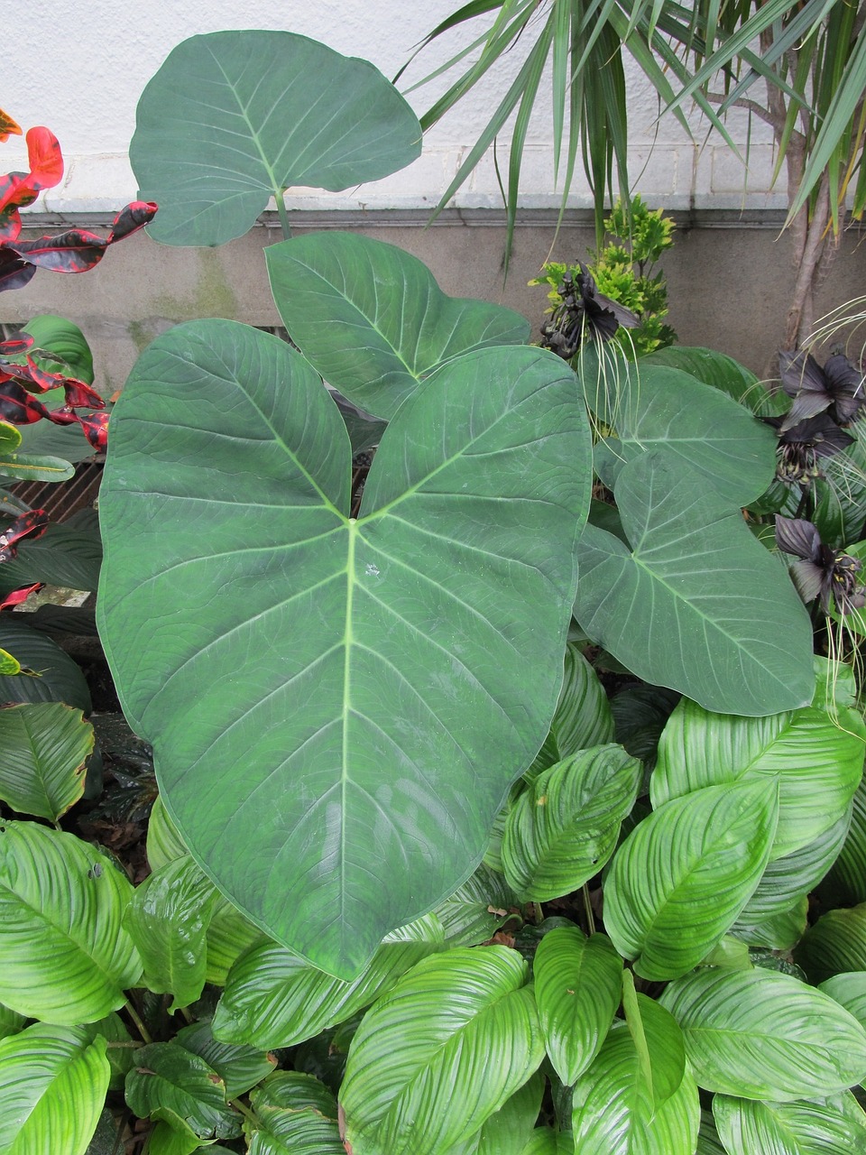 elephant ears leaves plants free photo