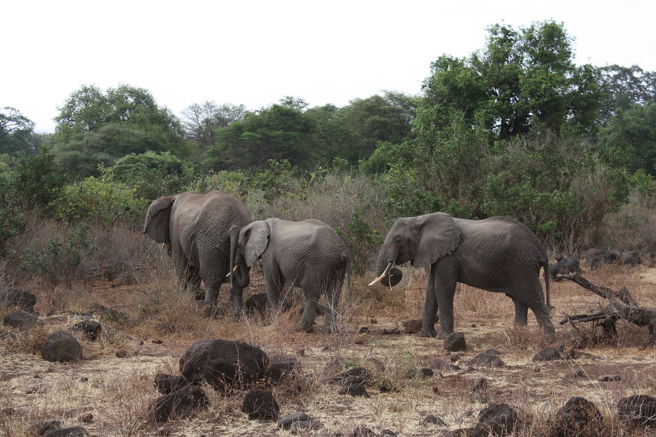 elephant family slonie elephant free photo