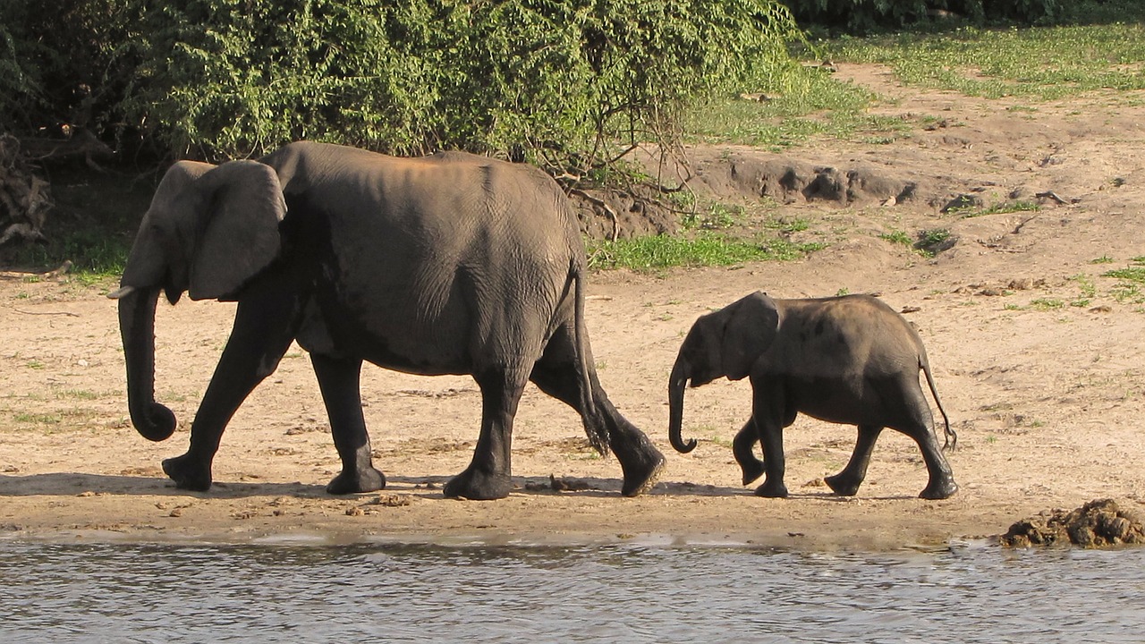 elephant family botswana chobe free photo