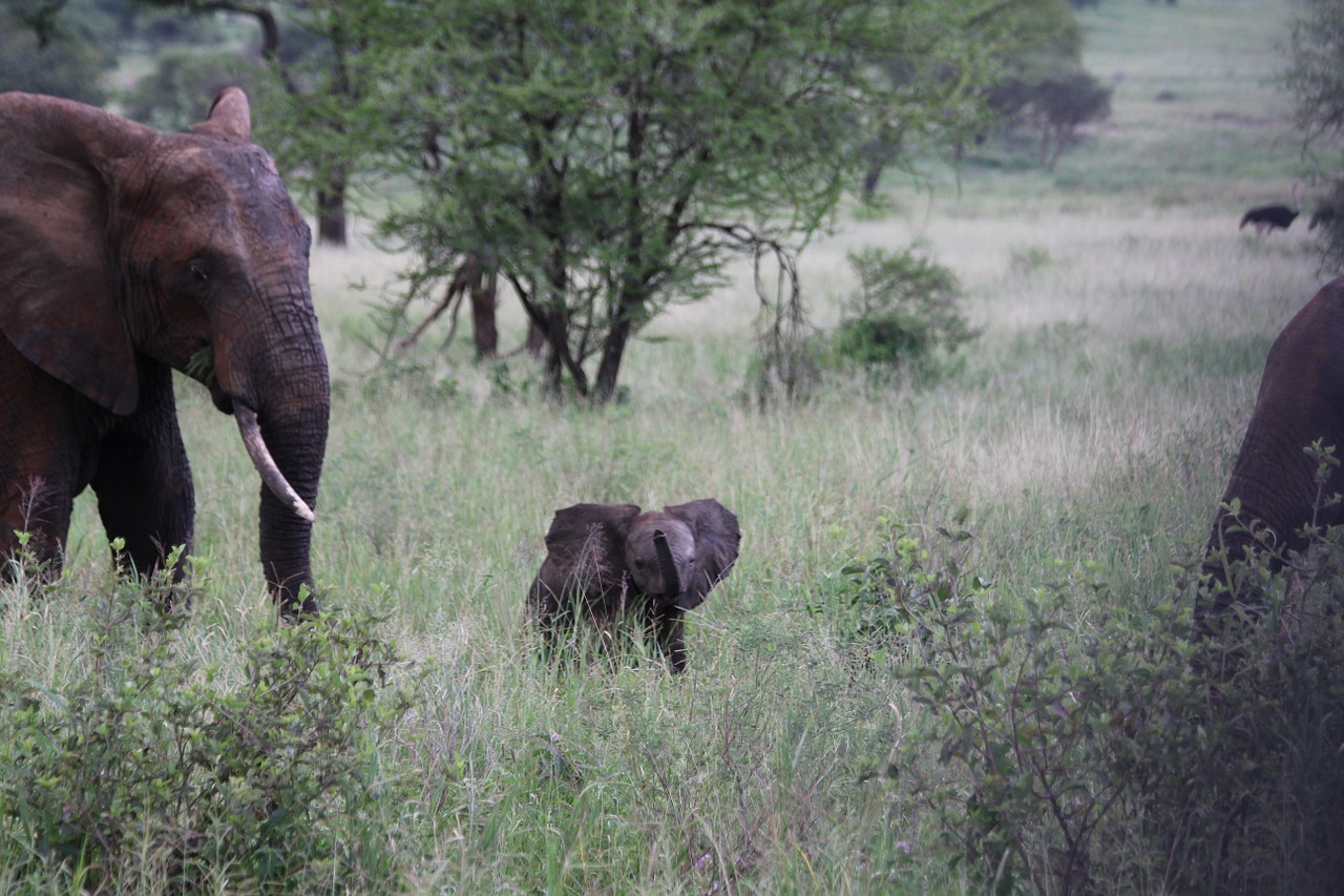 elephant family elefentankind elephant free photo