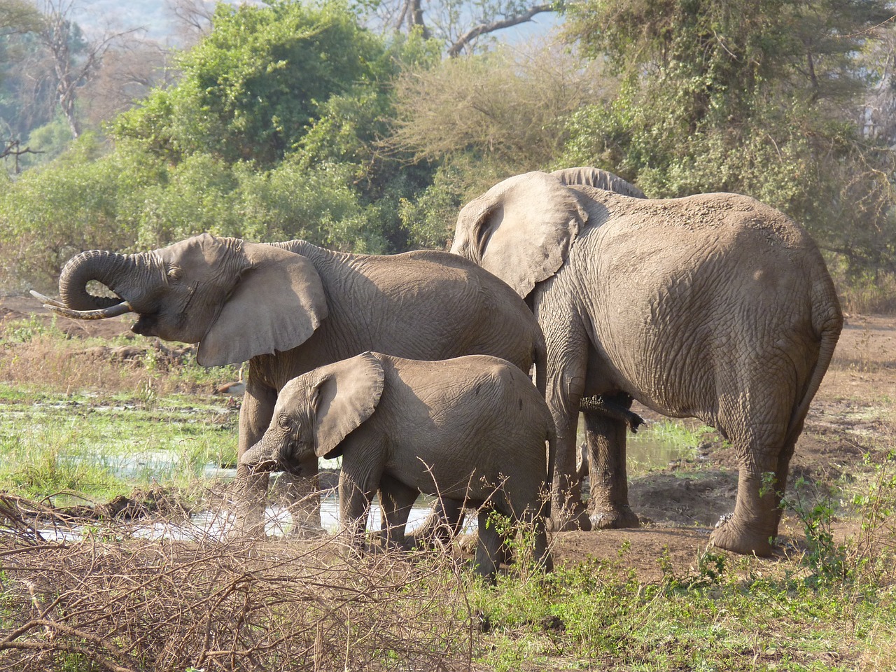 elephant family elephant africa free photo