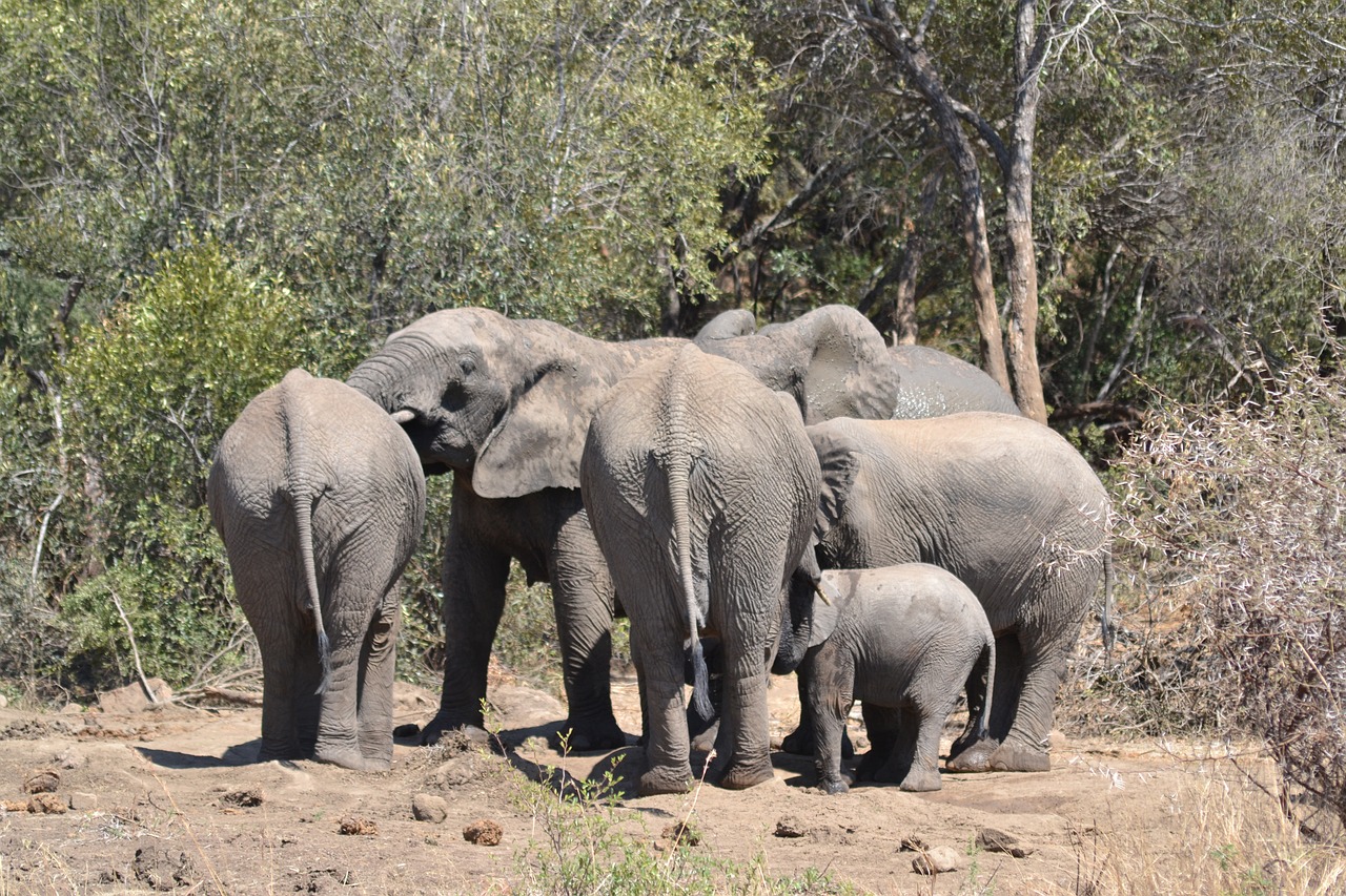 elephant family  elephant  tusks free photo