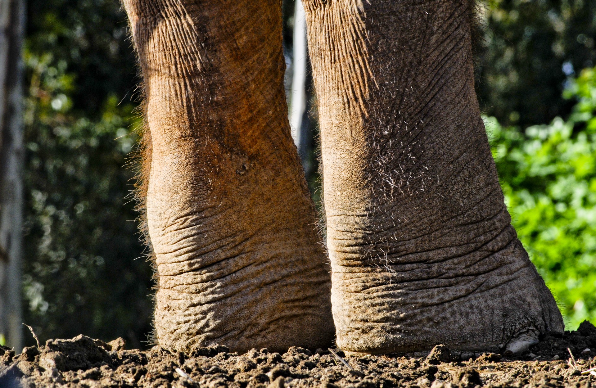 elephant close-up feet free photo