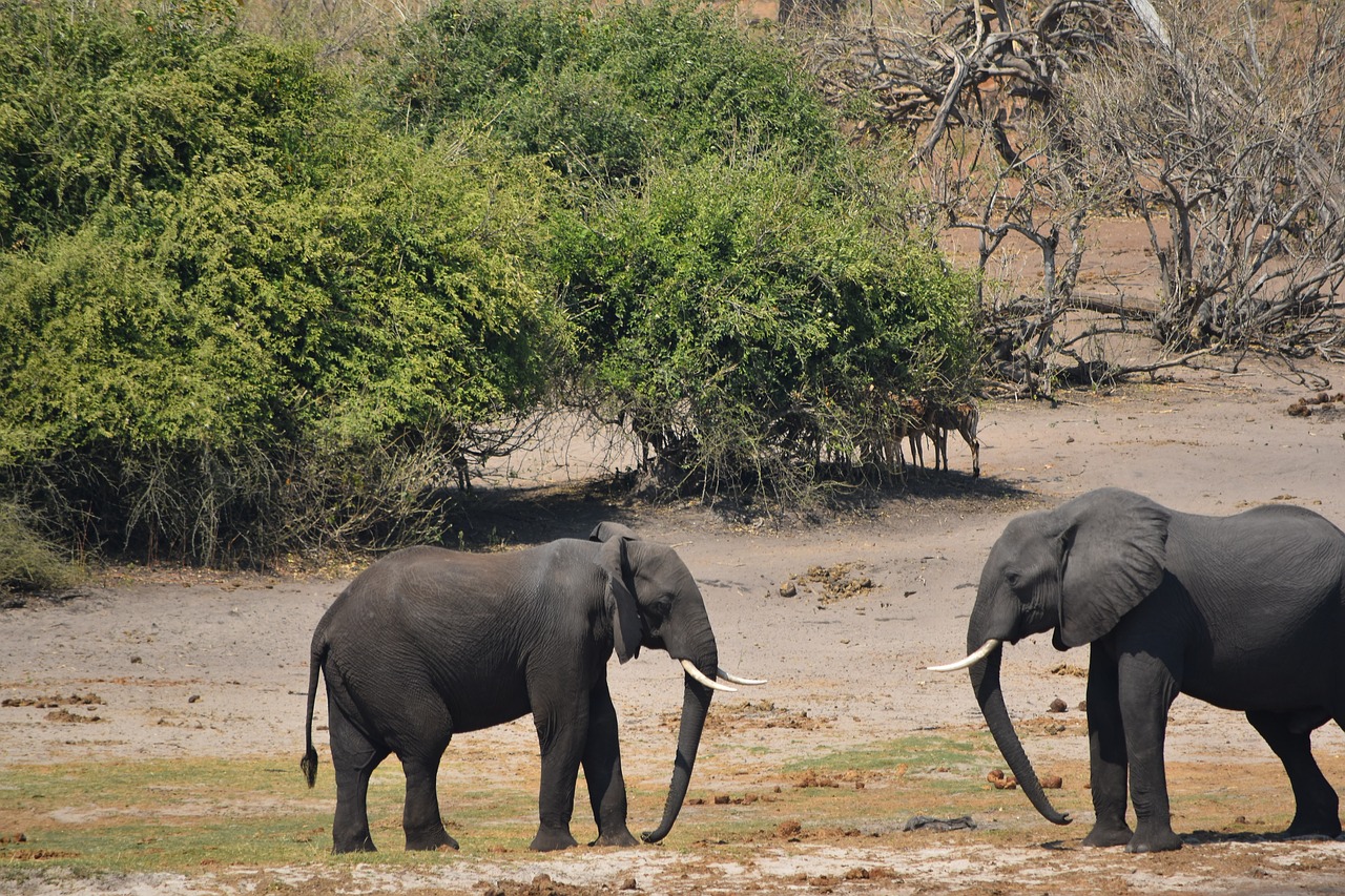 elephant fight botswana combat free photo