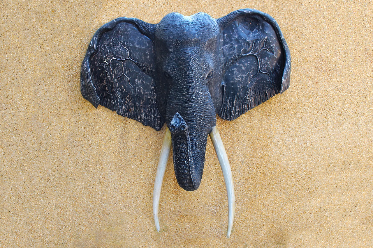 elephant head wall plaque head free photo