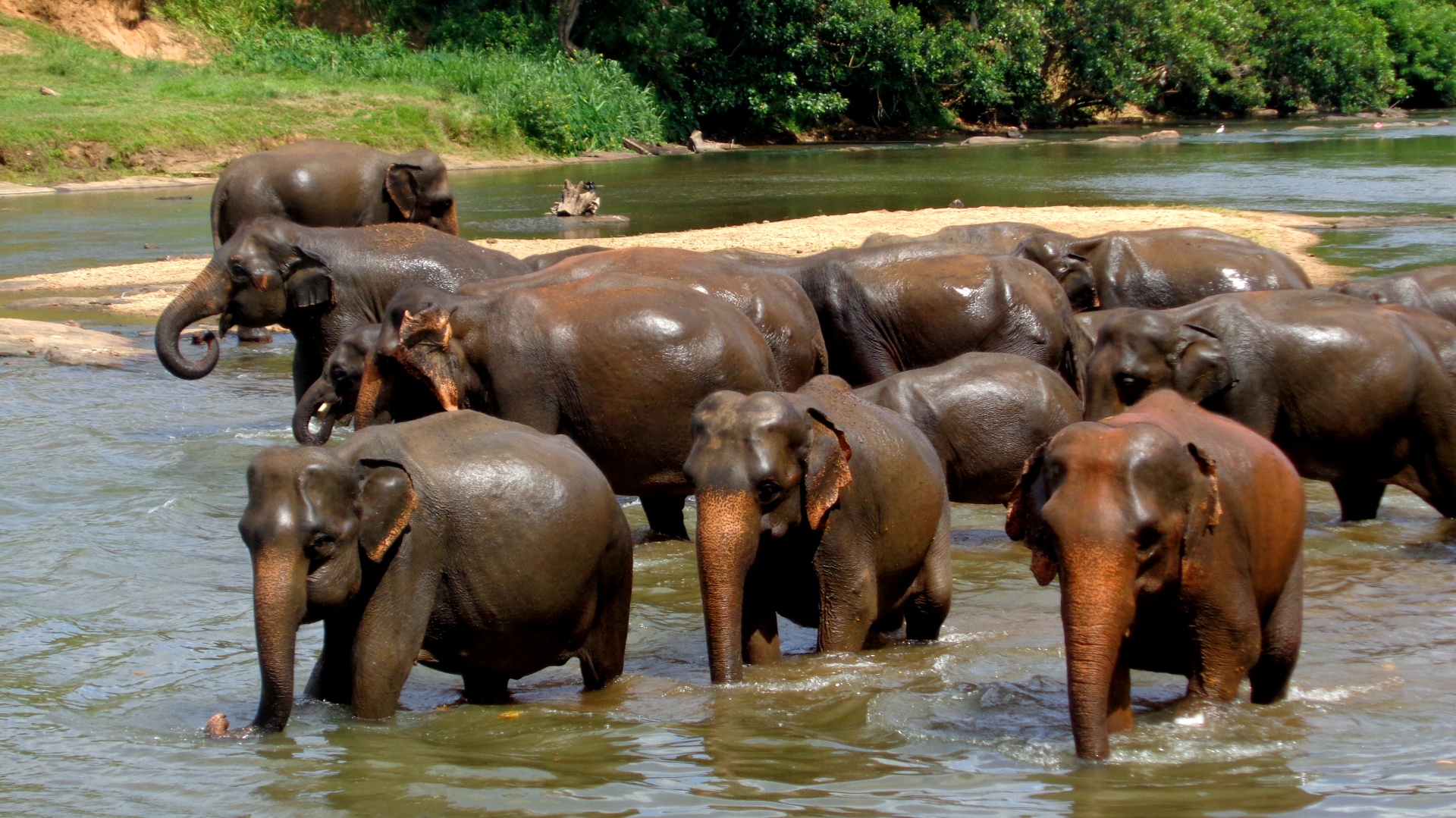 elephants bathing river free photo