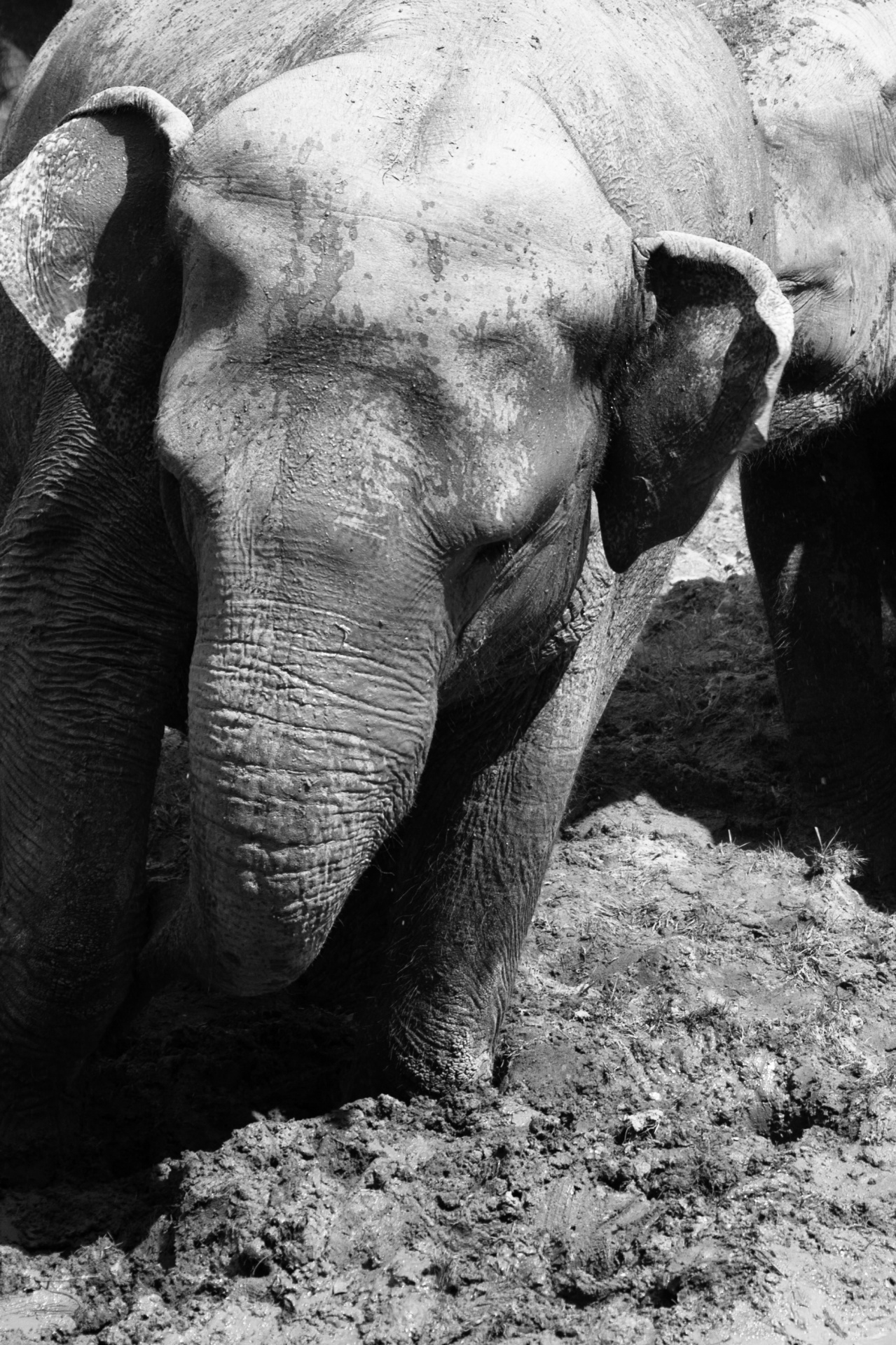 animal big elephant free photo
