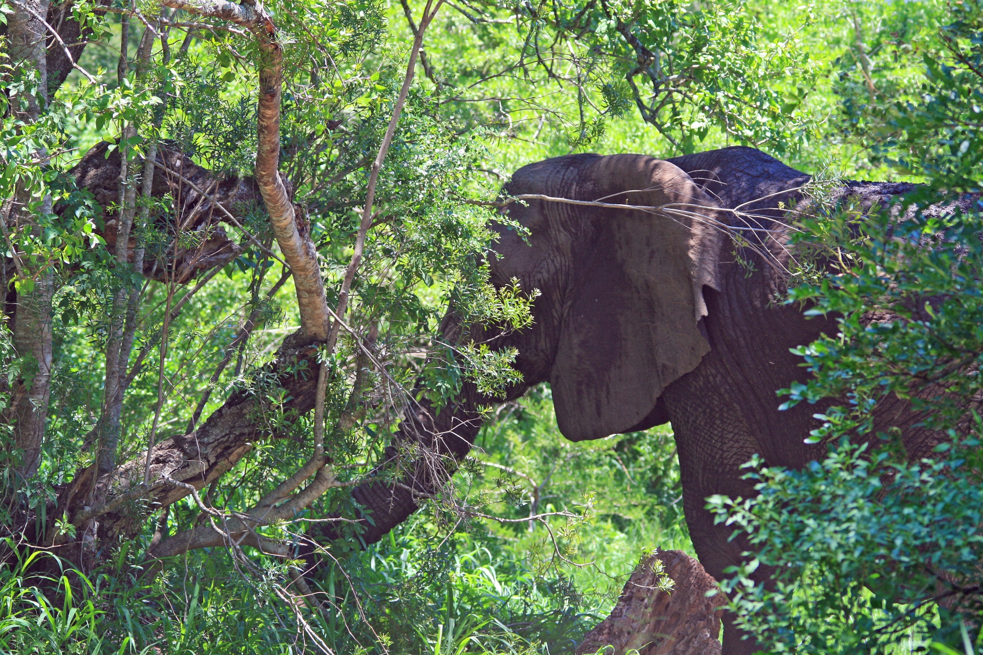 animal african elephant free photo