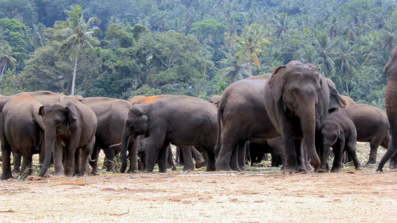 elephant orphanage elephants elephant herd free photo