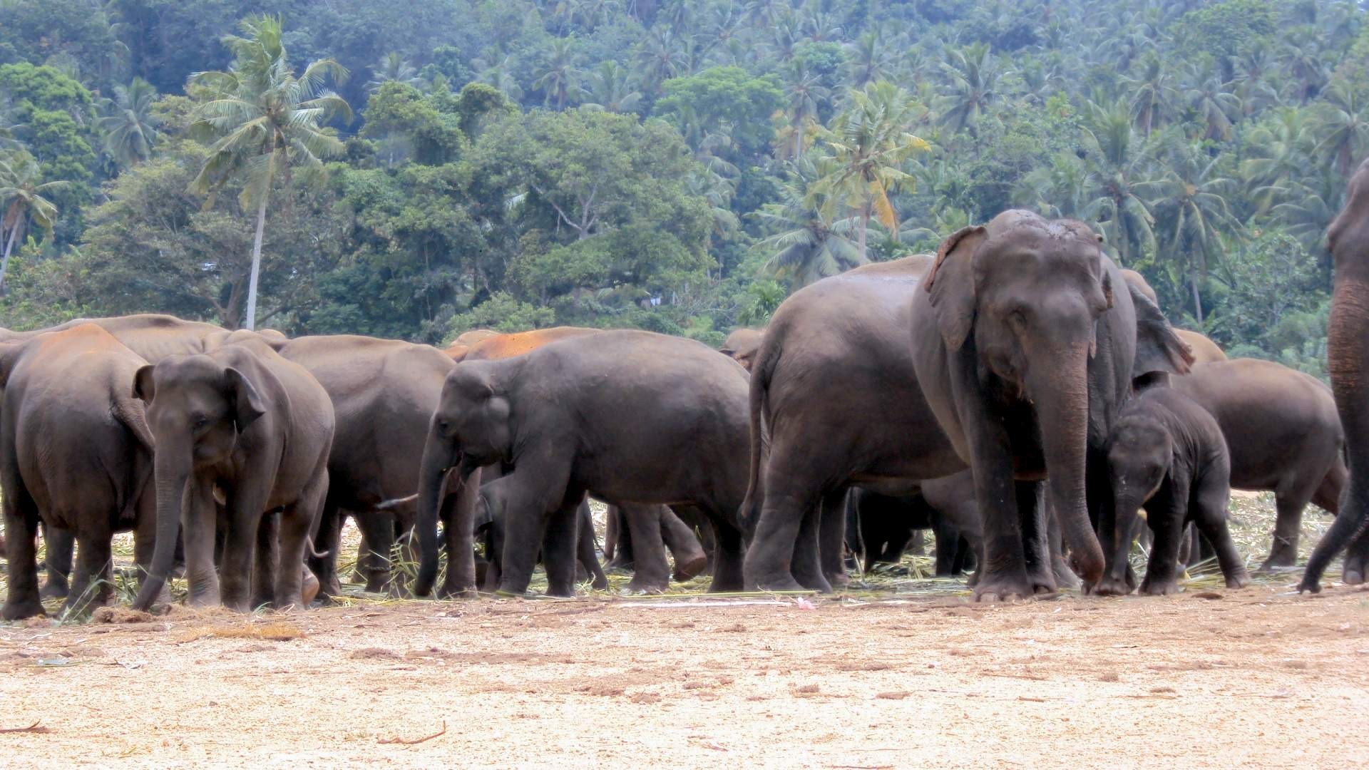 elephant orphanage sri lanka free photo