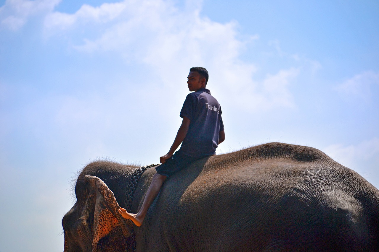 elephant ride ride on elephant trainer free photo