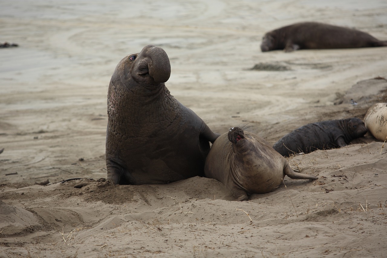 elephant seal pup california free photo