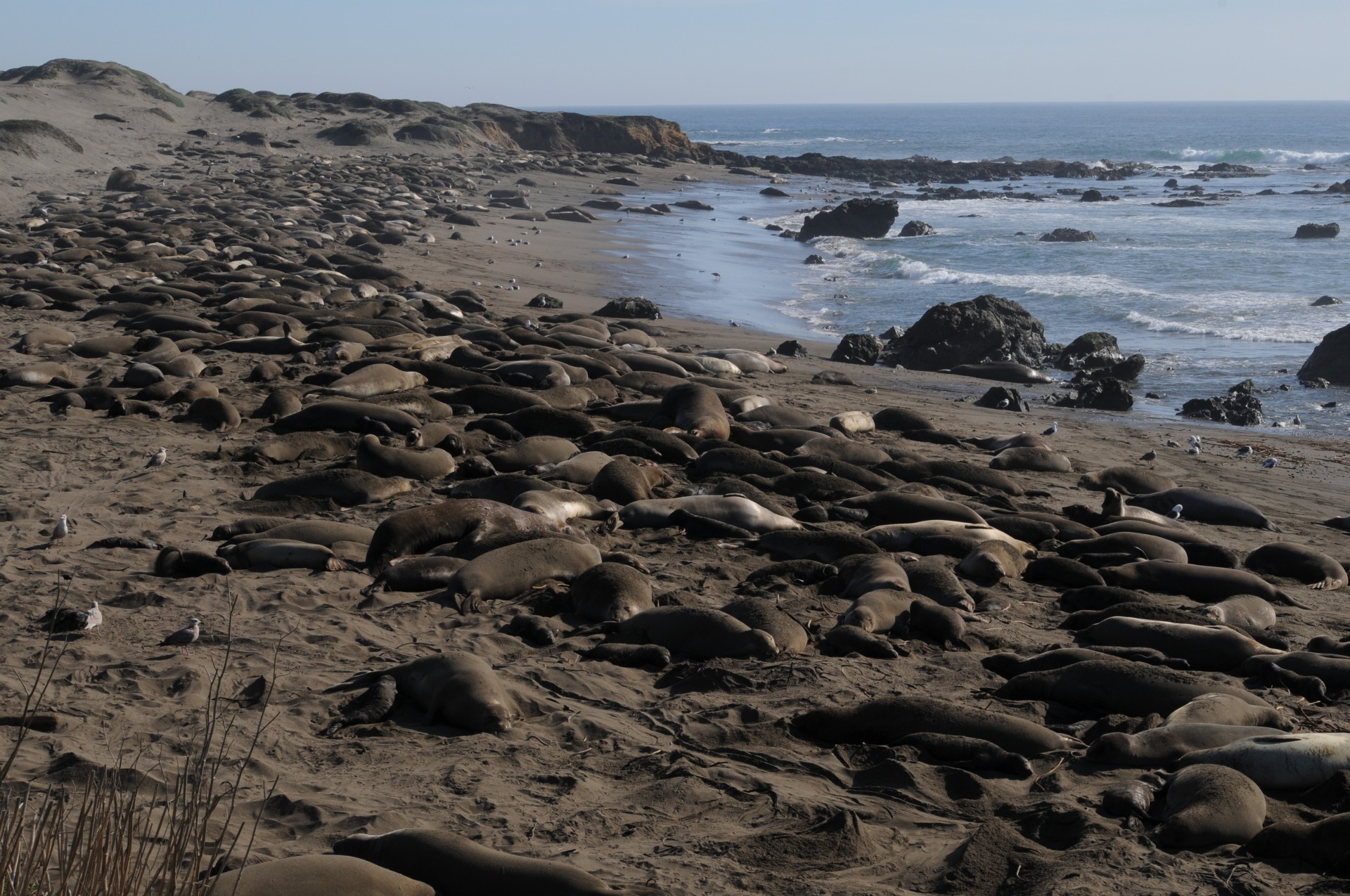 seal elephant seal mating season free photo