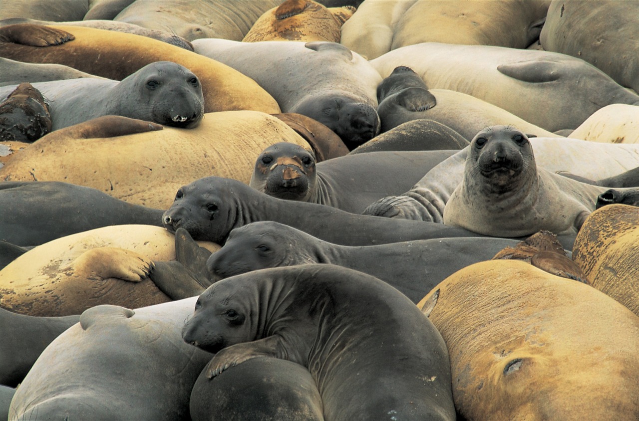 elephant seals resting rock free photo